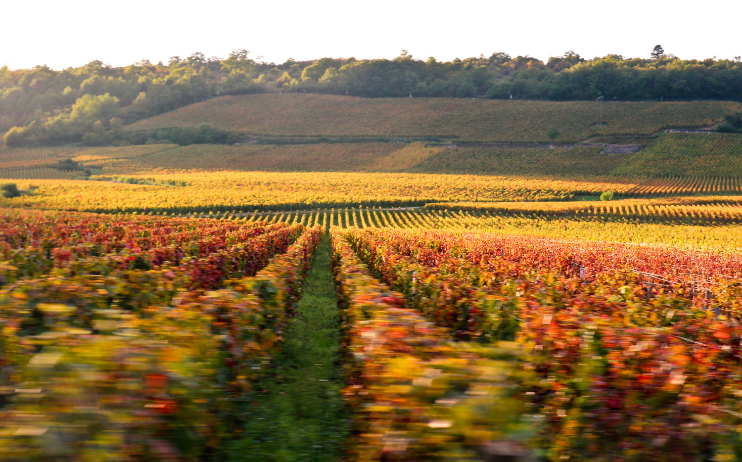 Côte d'Or, meaning Golden Slope - The Côte de Nuits and Côte de Beaune are the most important regions in Burgundy.